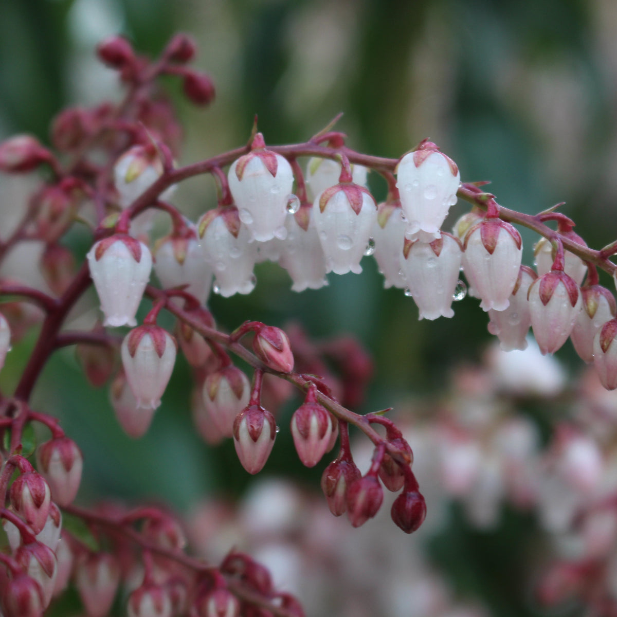 Pieris japonica 'Dorothy Wycoff'