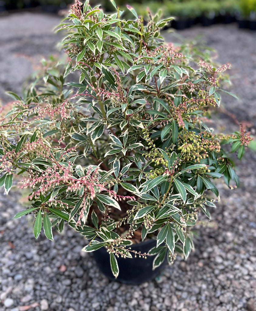 Pieris japonica 'Flaming Silver'
