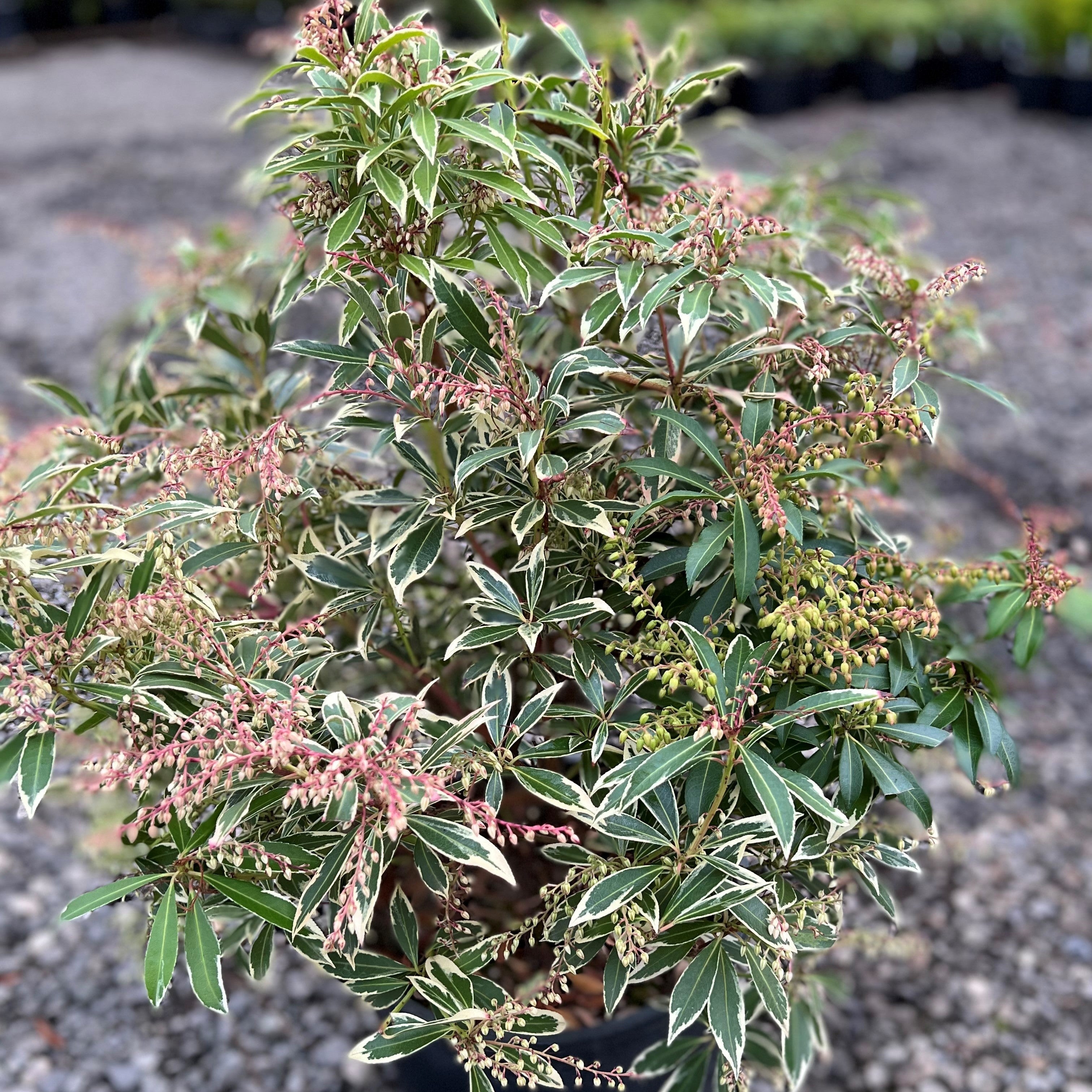 Pieris japonica 'Flaming Silver' – Loen Nursery, Inc.