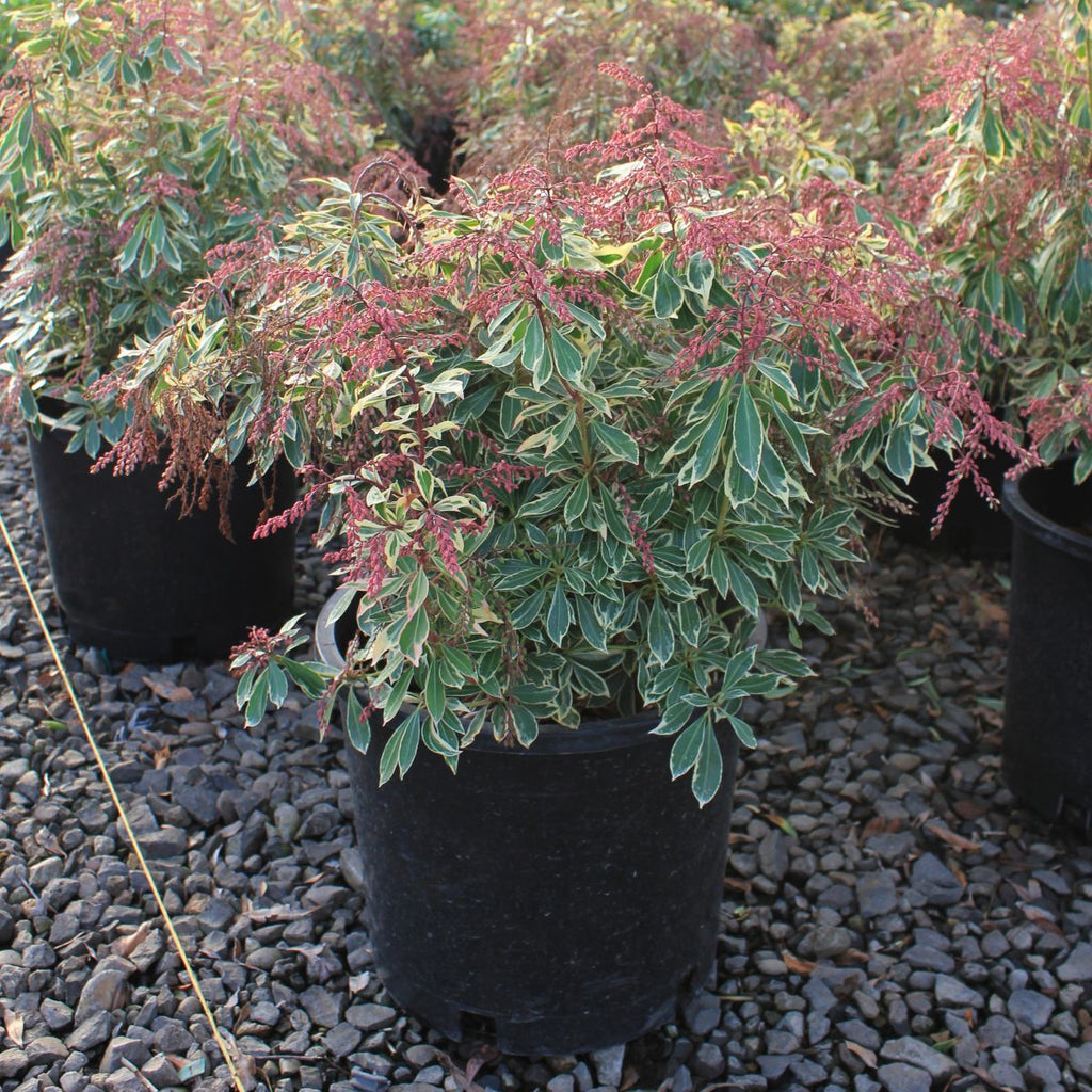 Pieris japonica PASSION PARTY™ Passion Frost PP19331