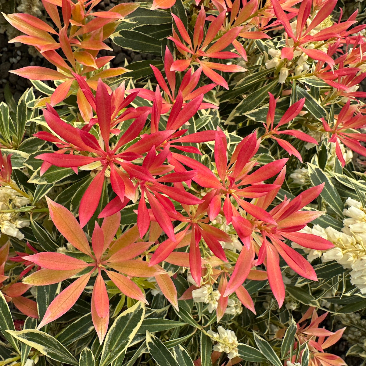Pieris japonica 'Fire N Ice' PP19994