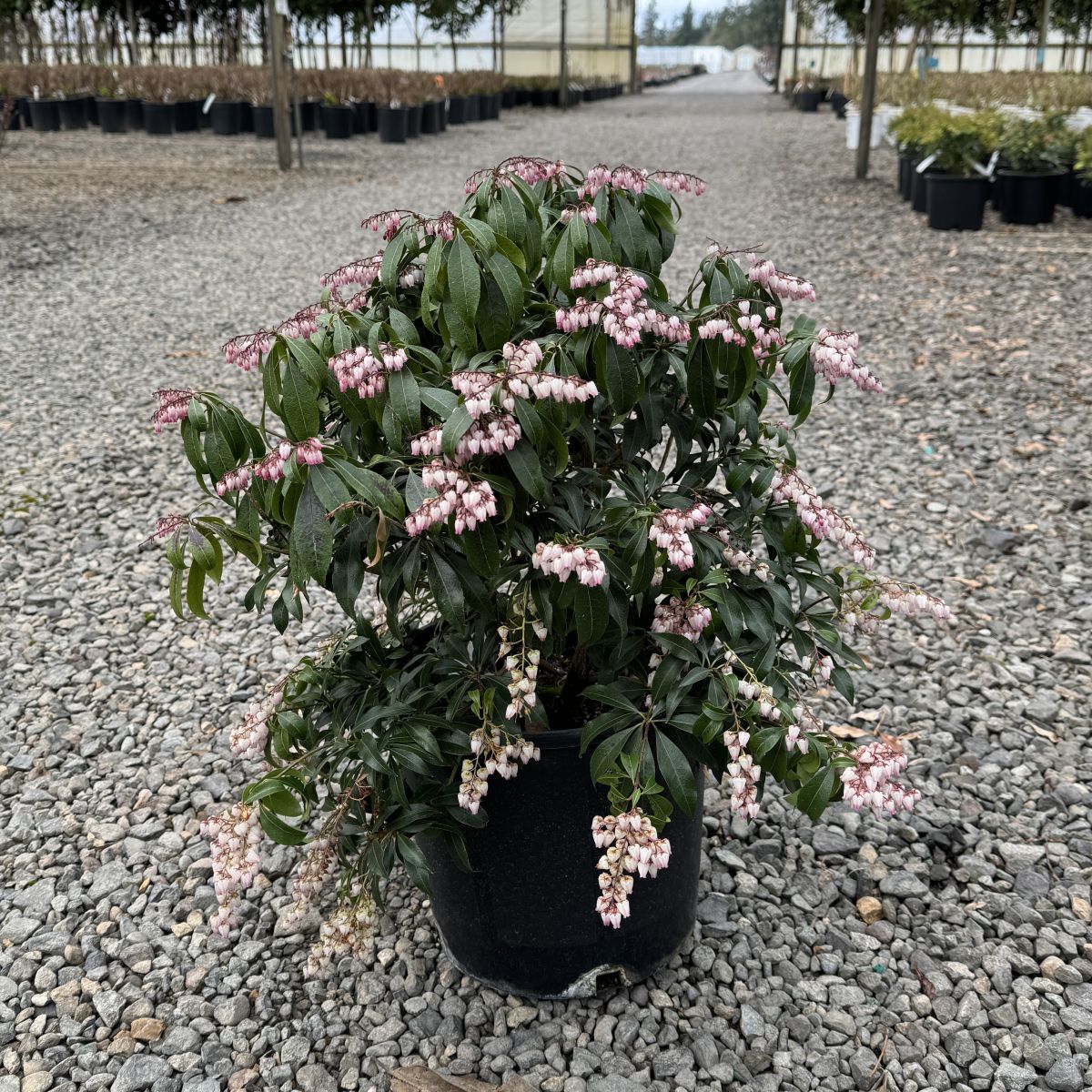 Pieris japonica 'Katsura' PP15452
