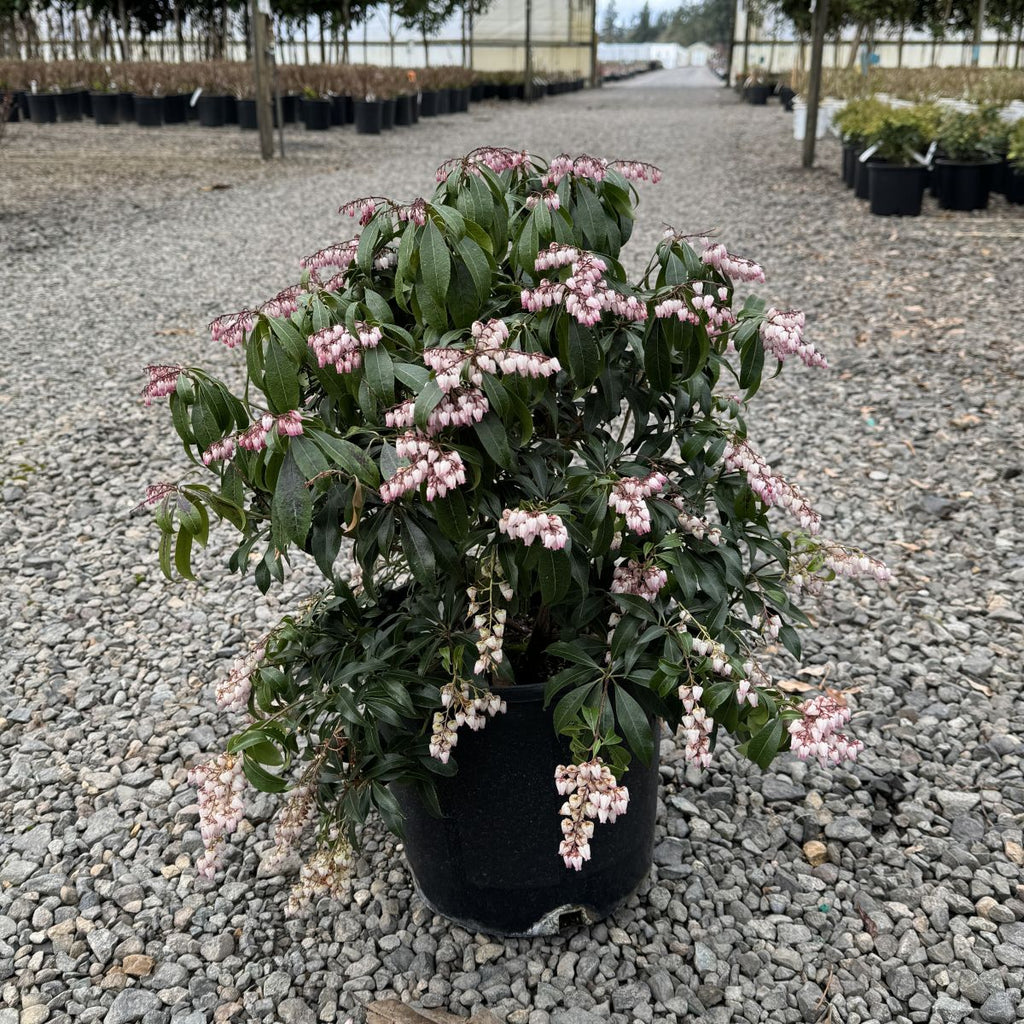 Pieris japonica 'Katsura' PP15452