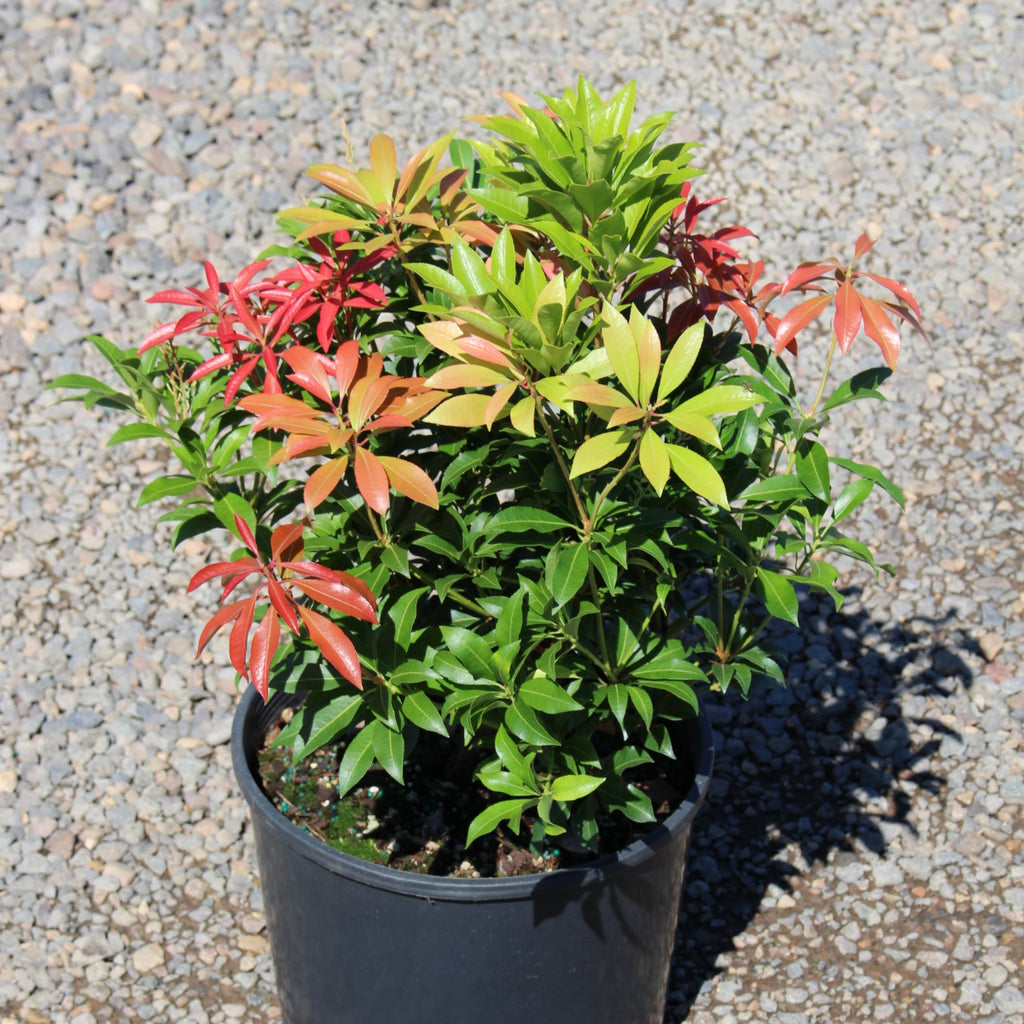 Pieris japonica 'Mountain Fire'