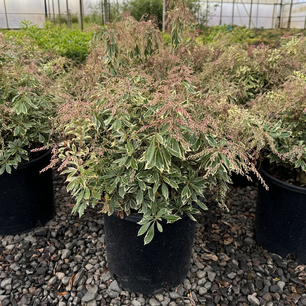 Pieris japonica PASSION PARTY™ 'Passion' PP19319