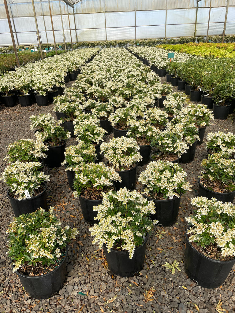 Pieris japonica 'Prelude'