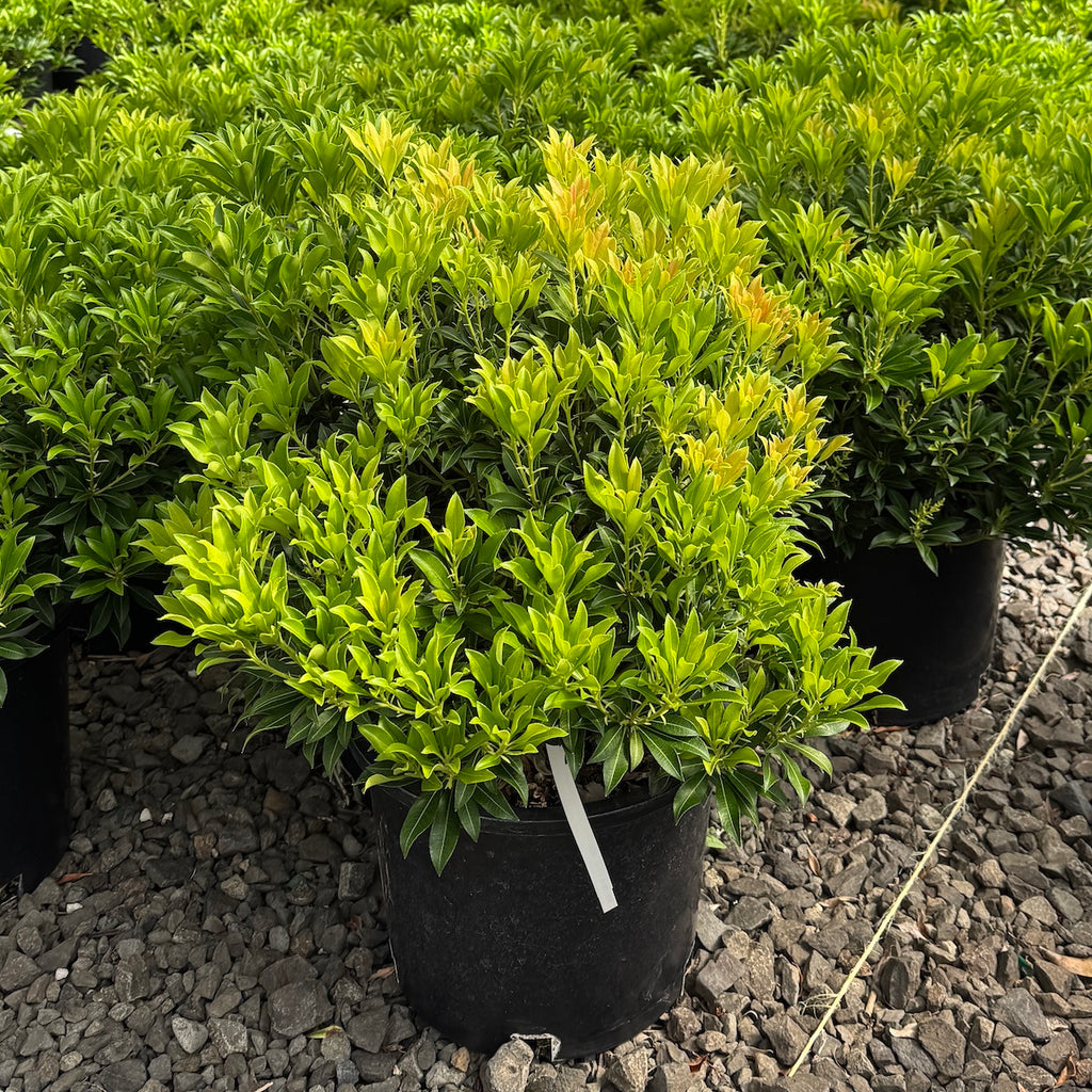 Pieris japonica 'Purity'