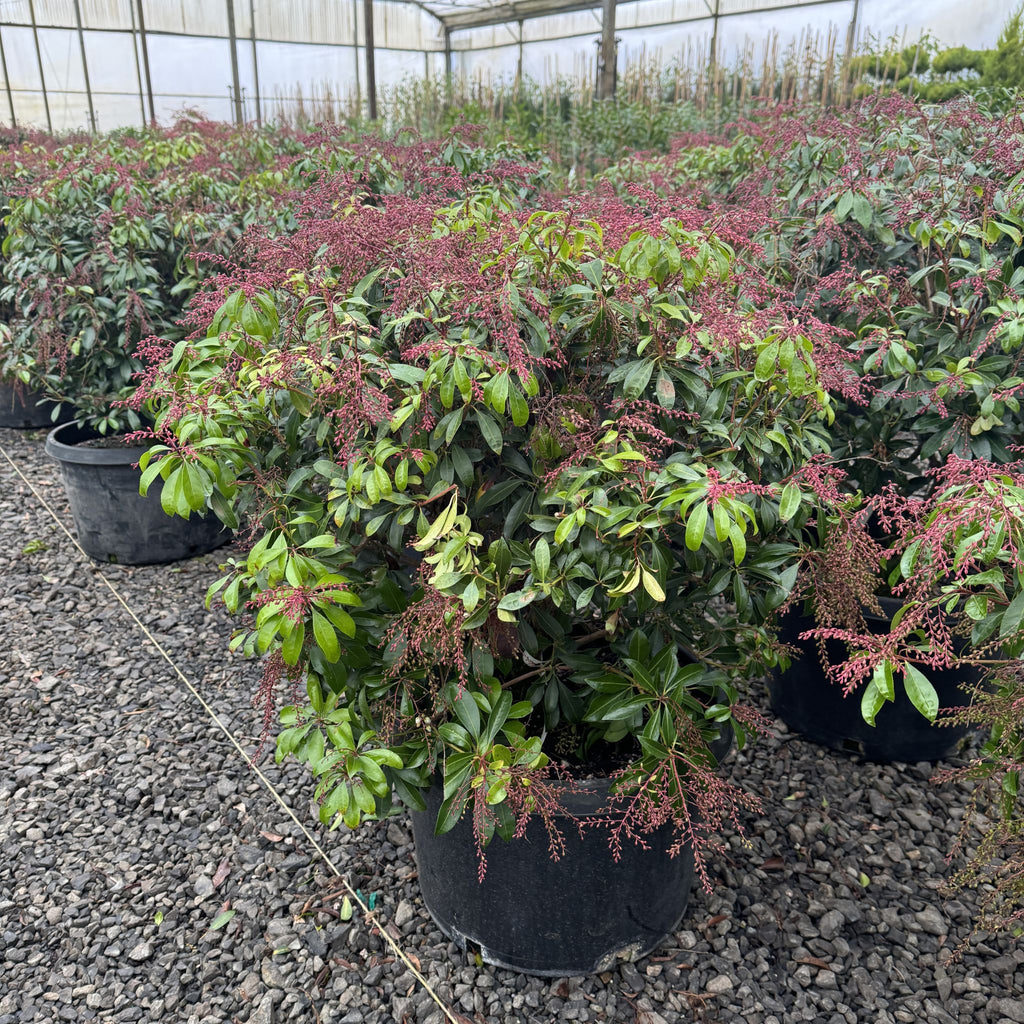 Pieris japonica 'Valley Rose'