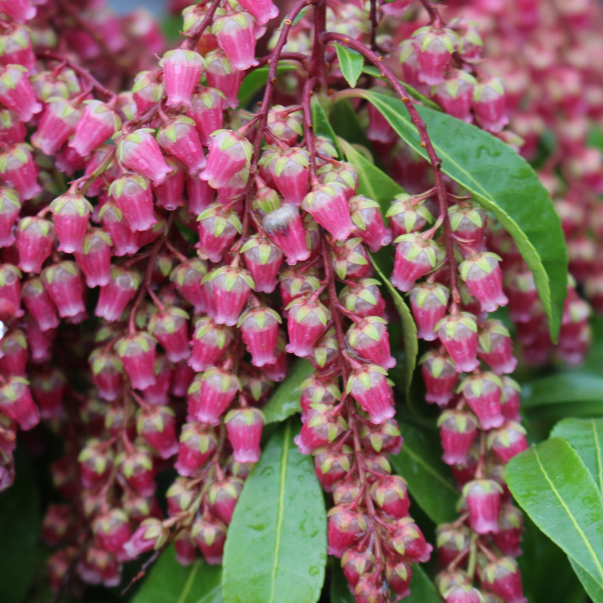 Pieris japonica 'Valley Valentine'