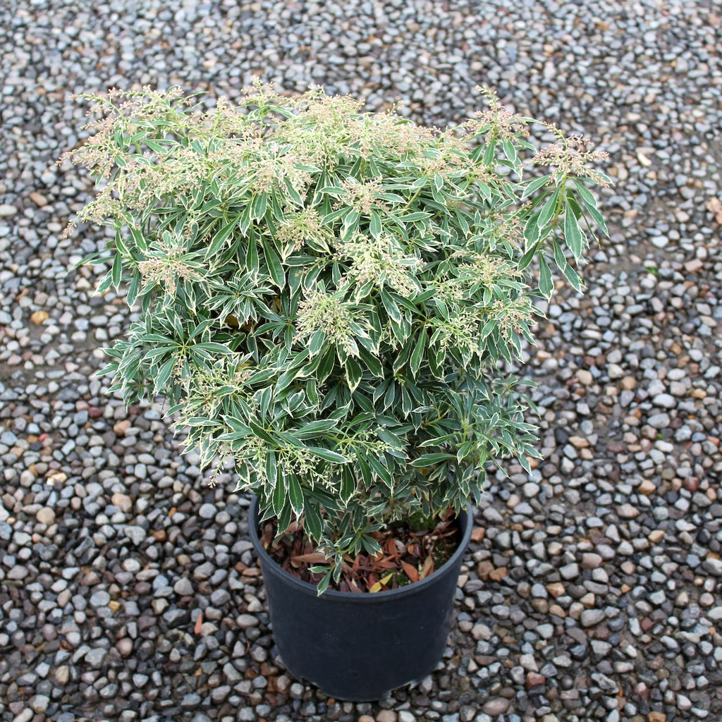 Pieris japonica 'Variegata'