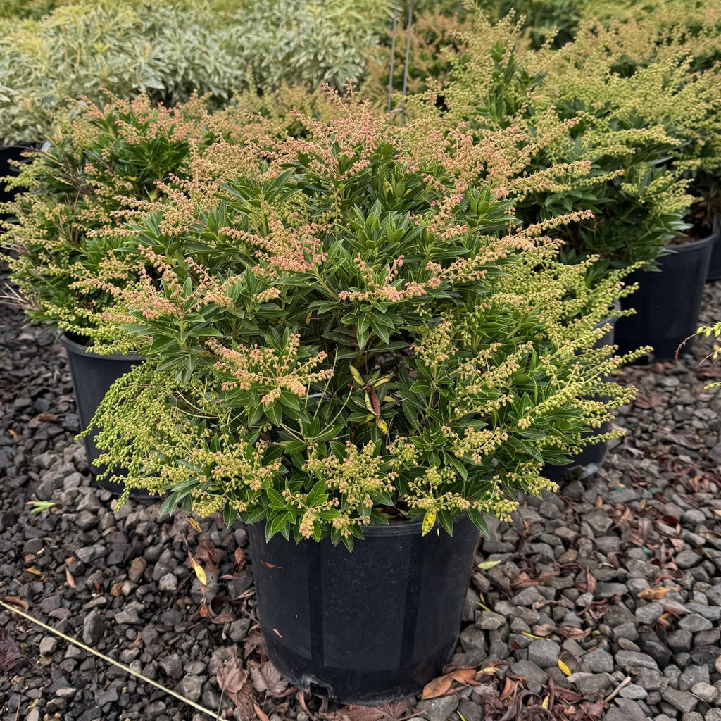 Pieris japonica 'Prelude'