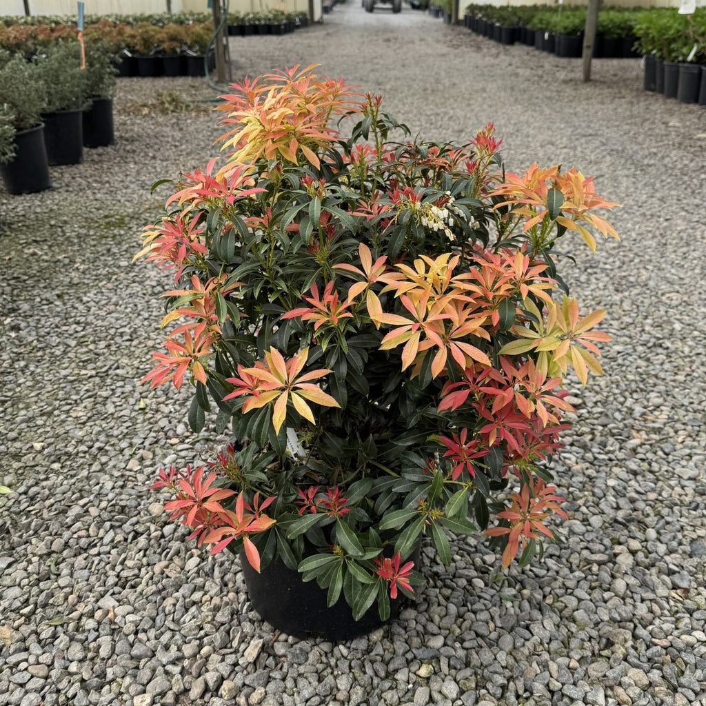 Pieris x 'Forest Flame'