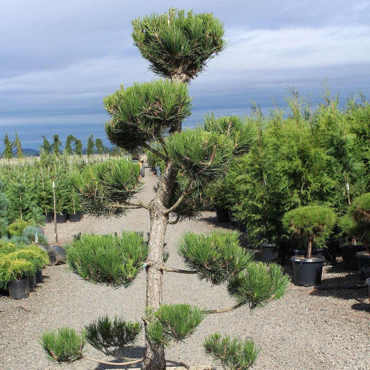 Pinus thunbergii, Poodle