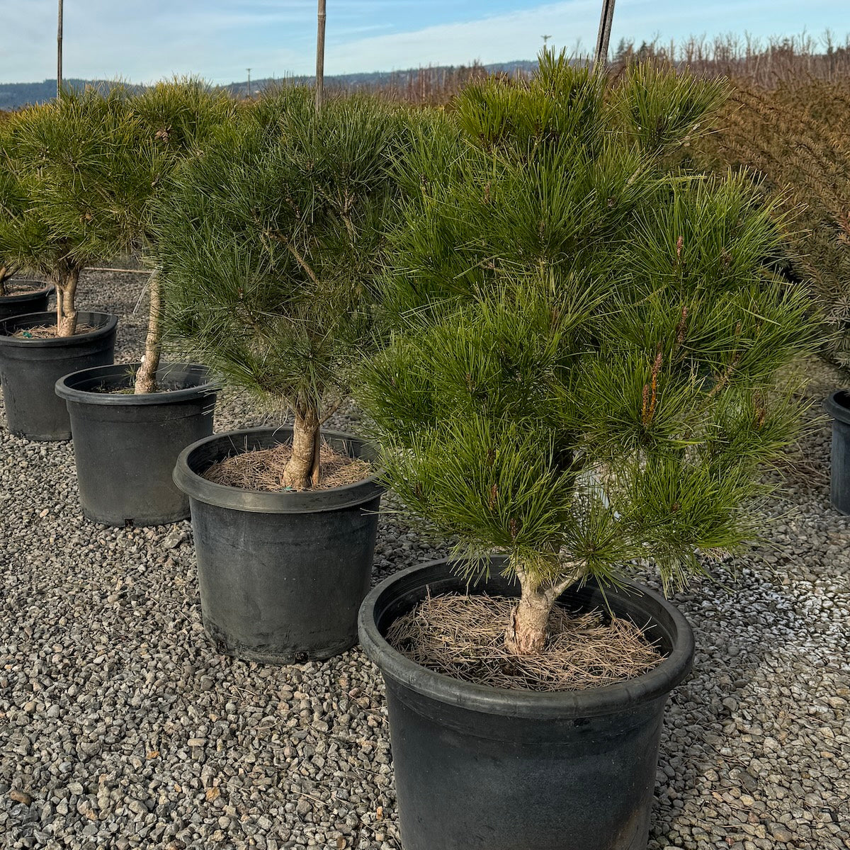 Pinus d. 'Tanyosho Compacta', STD