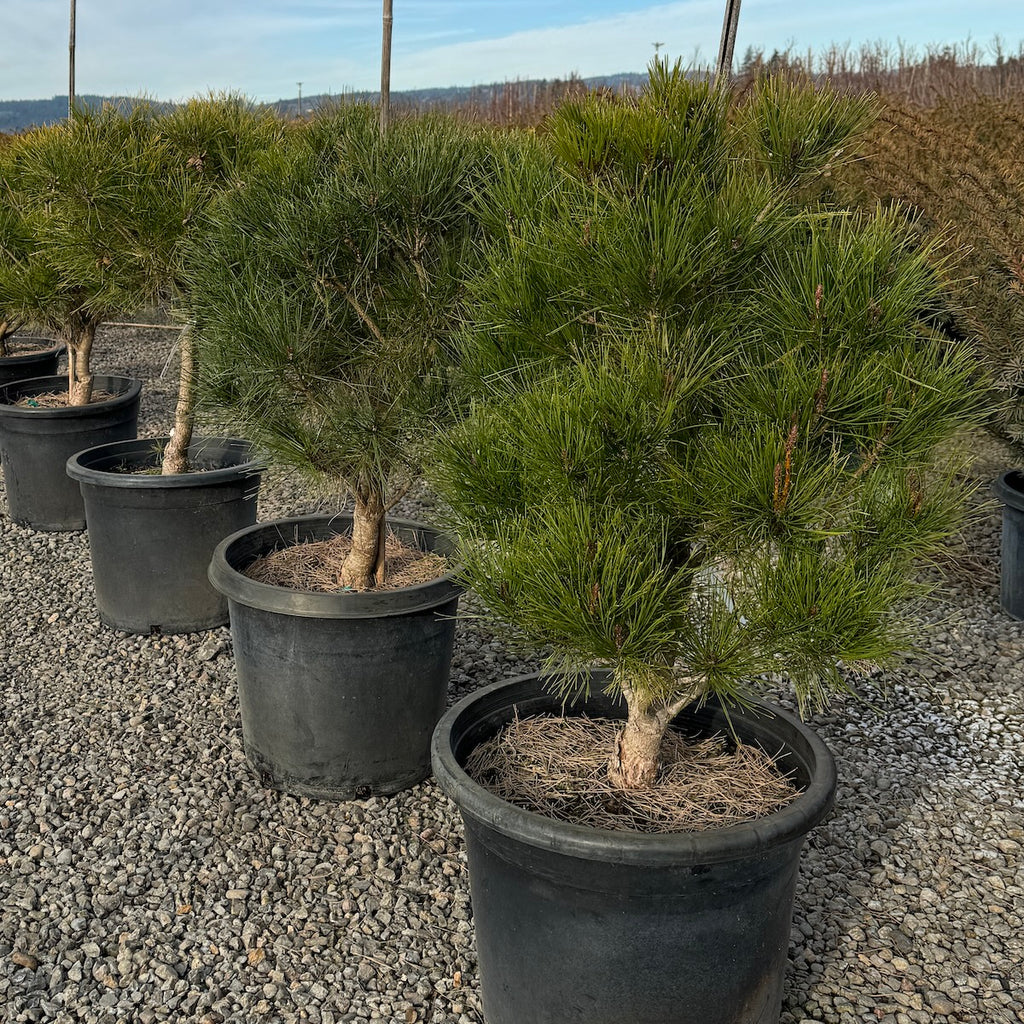 Pinus d. 'Tanyosho'