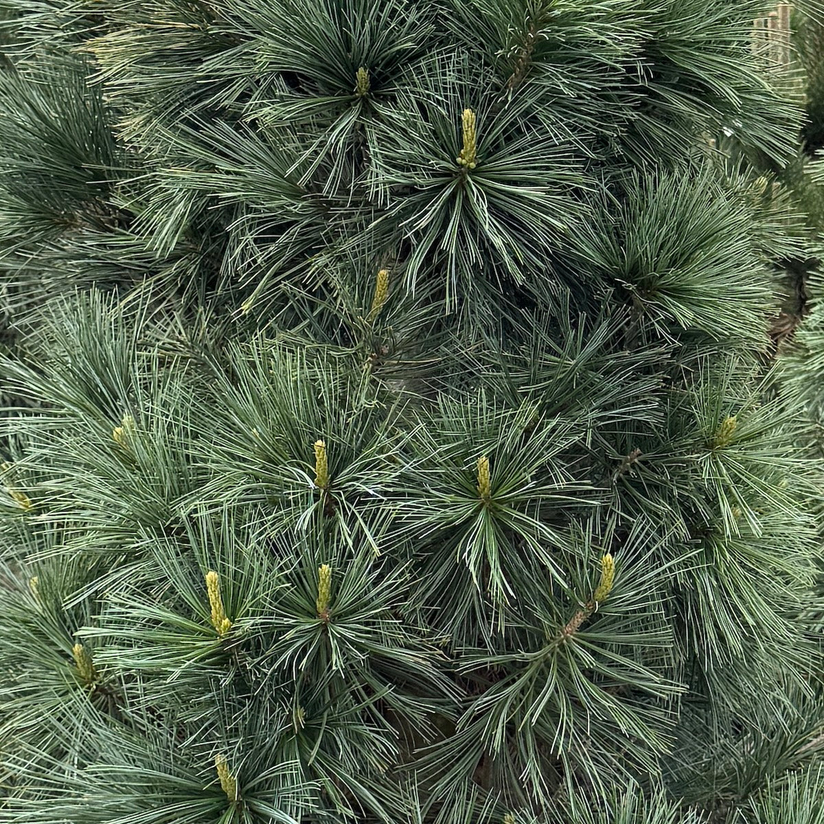 Pinus f. 'Vanderwolf's Pyramid'