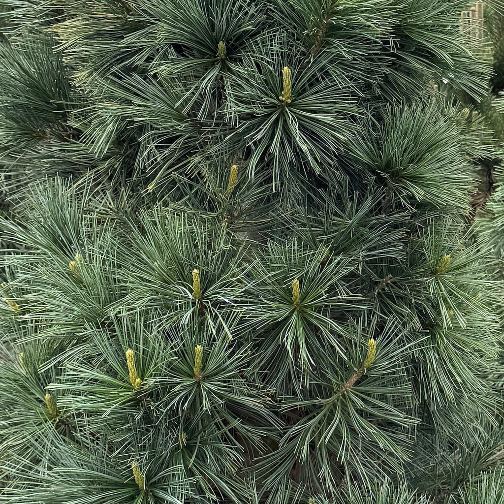 Pinus f. 'Vanderwolf's Pyramid'