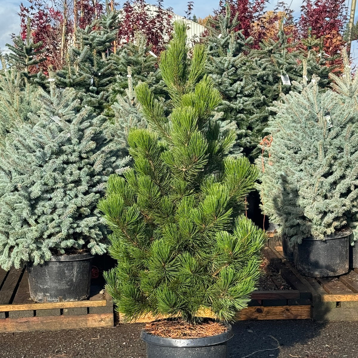 Pinus h. leucodermis
