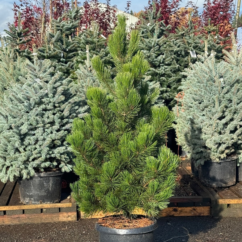 Pinus h. leucodermis