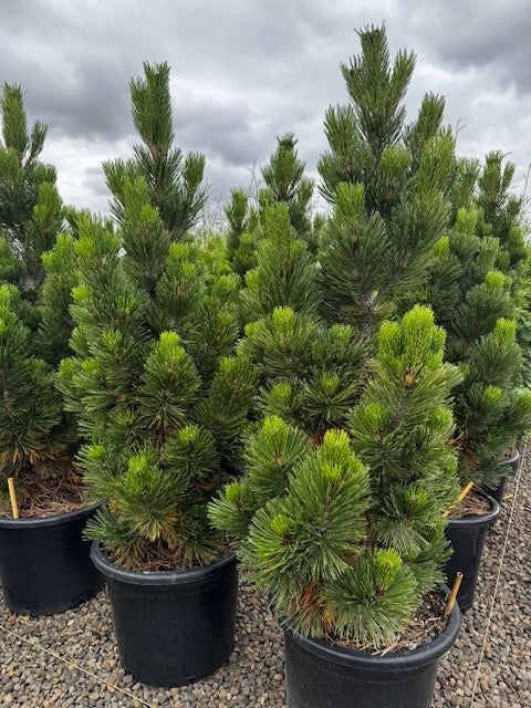 Pinus h. leucodermis 'Compact Gem'