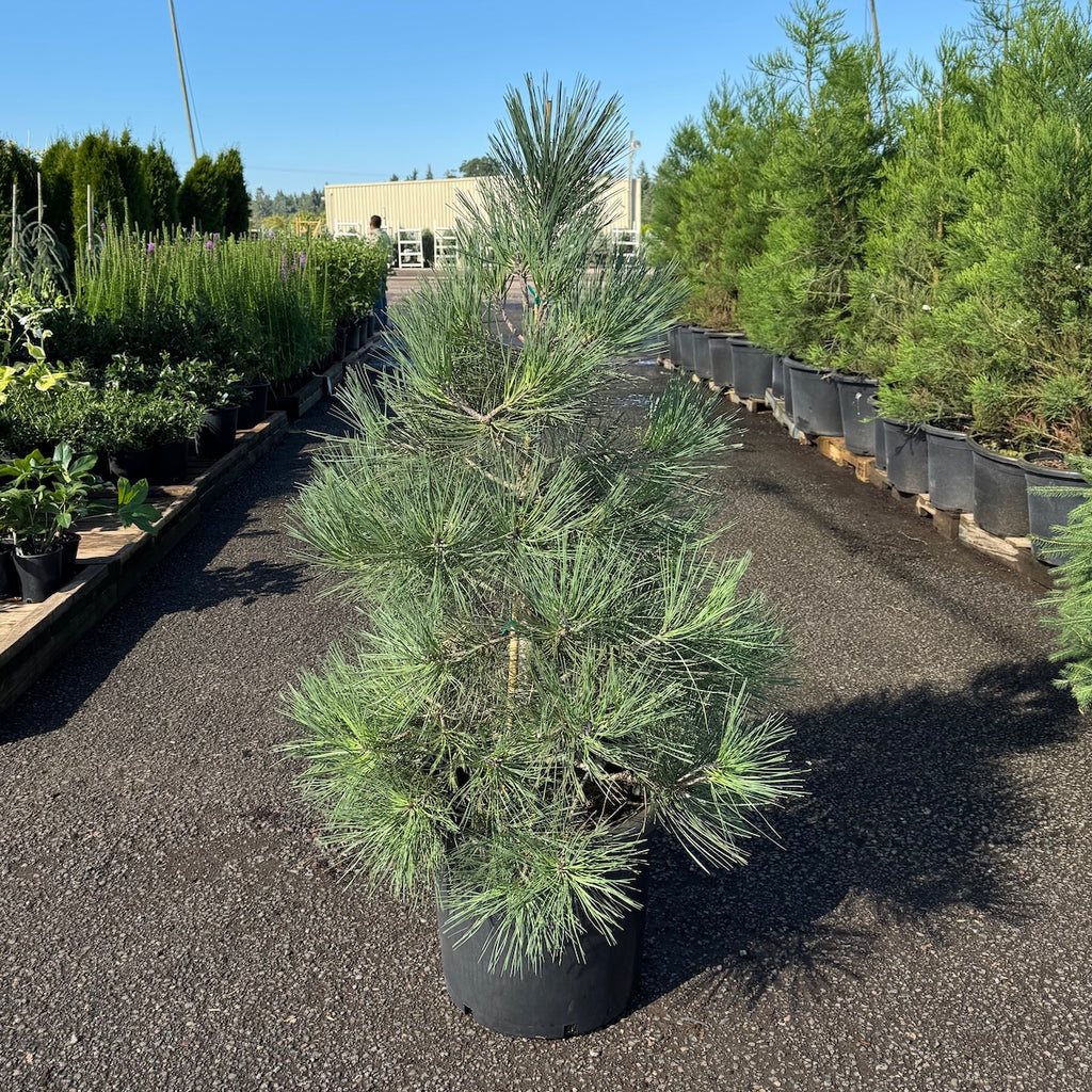 Pinus jeffreyi