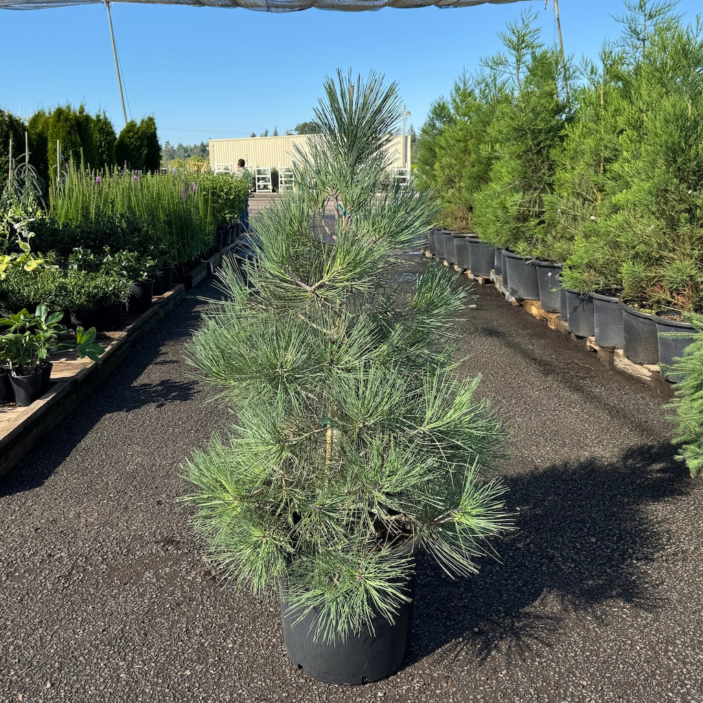 Pinus jeffreyi (CG)