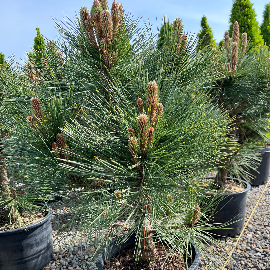 Pinus jeffreyi 'Joppi'