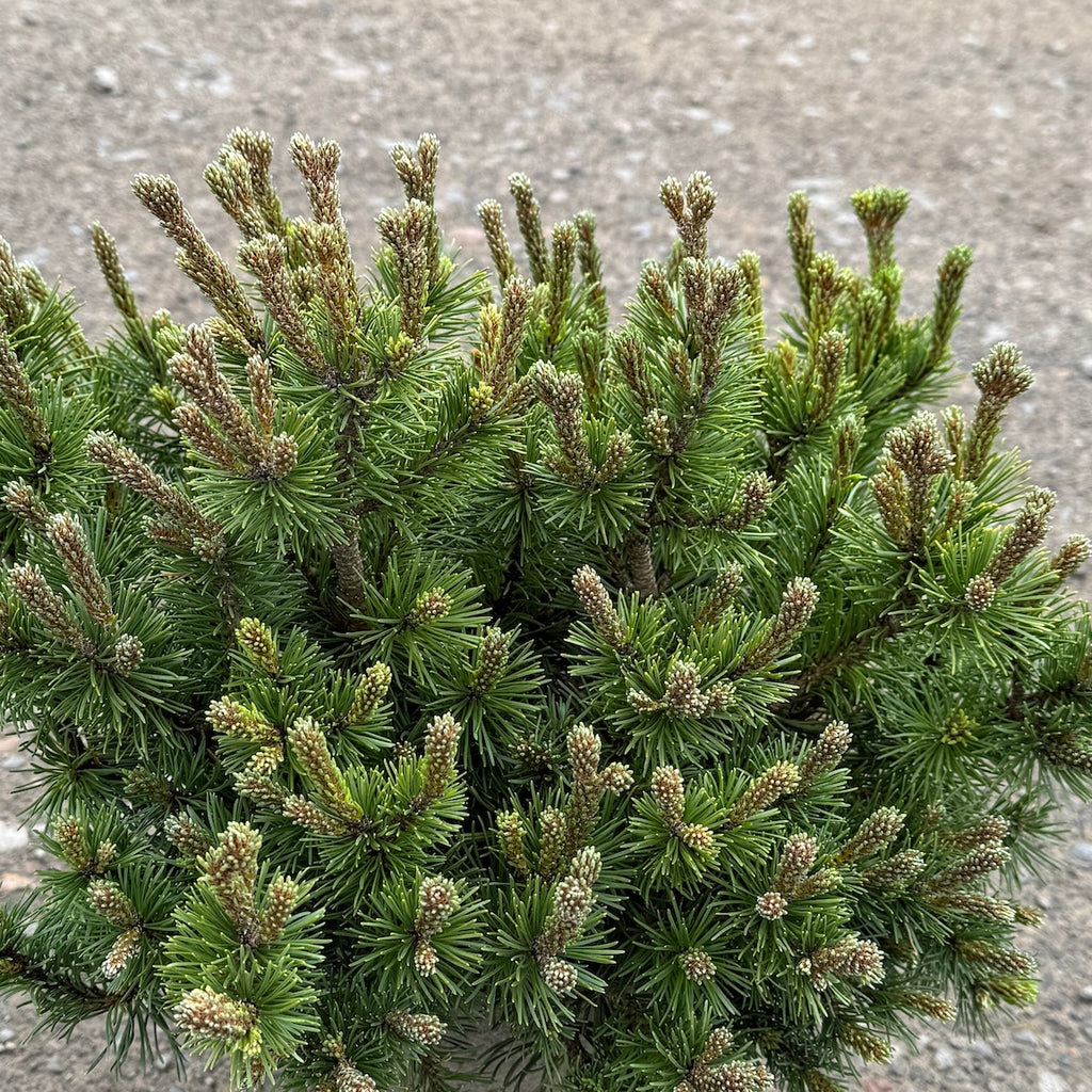 Pinus mugo 'Mops'