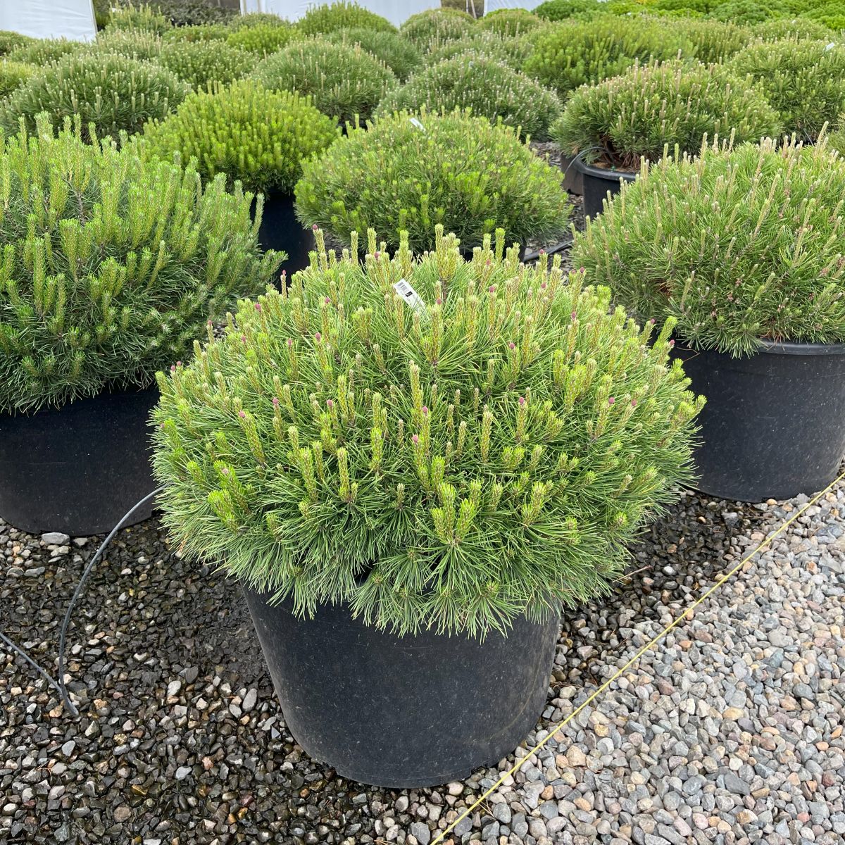 Pinus mugo 'Mughus'