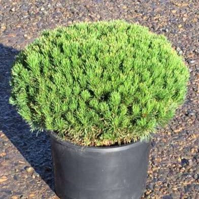 Pinus mugo 'Pumilio'