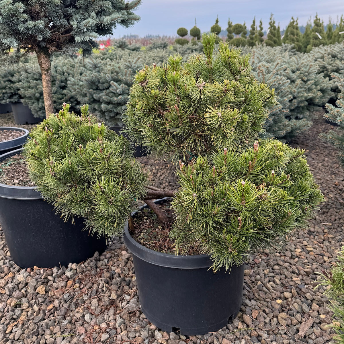 Pinus mugo 'Pumilio', Pom Pom