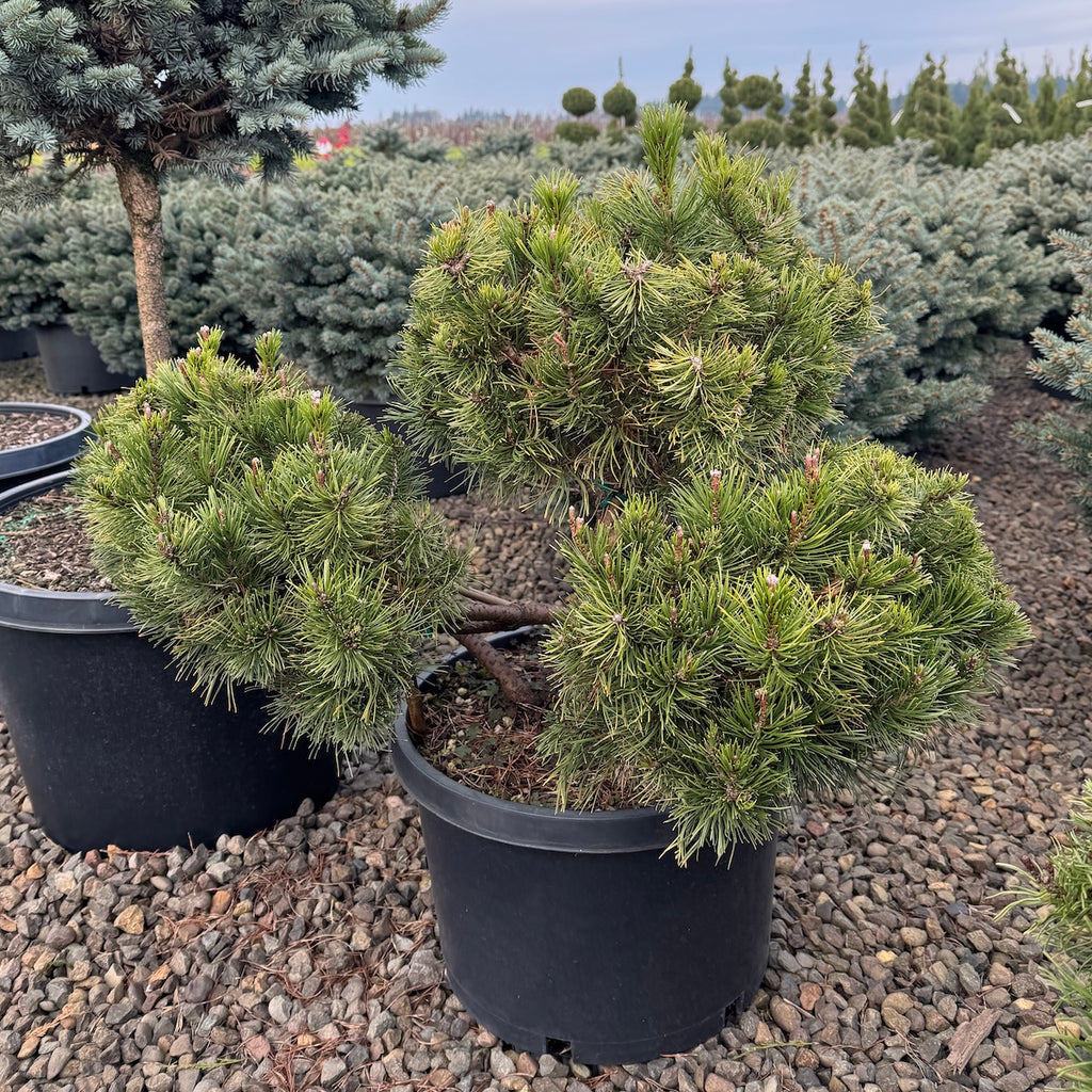 Pinus mugo 'Pumilio', Pom Pom