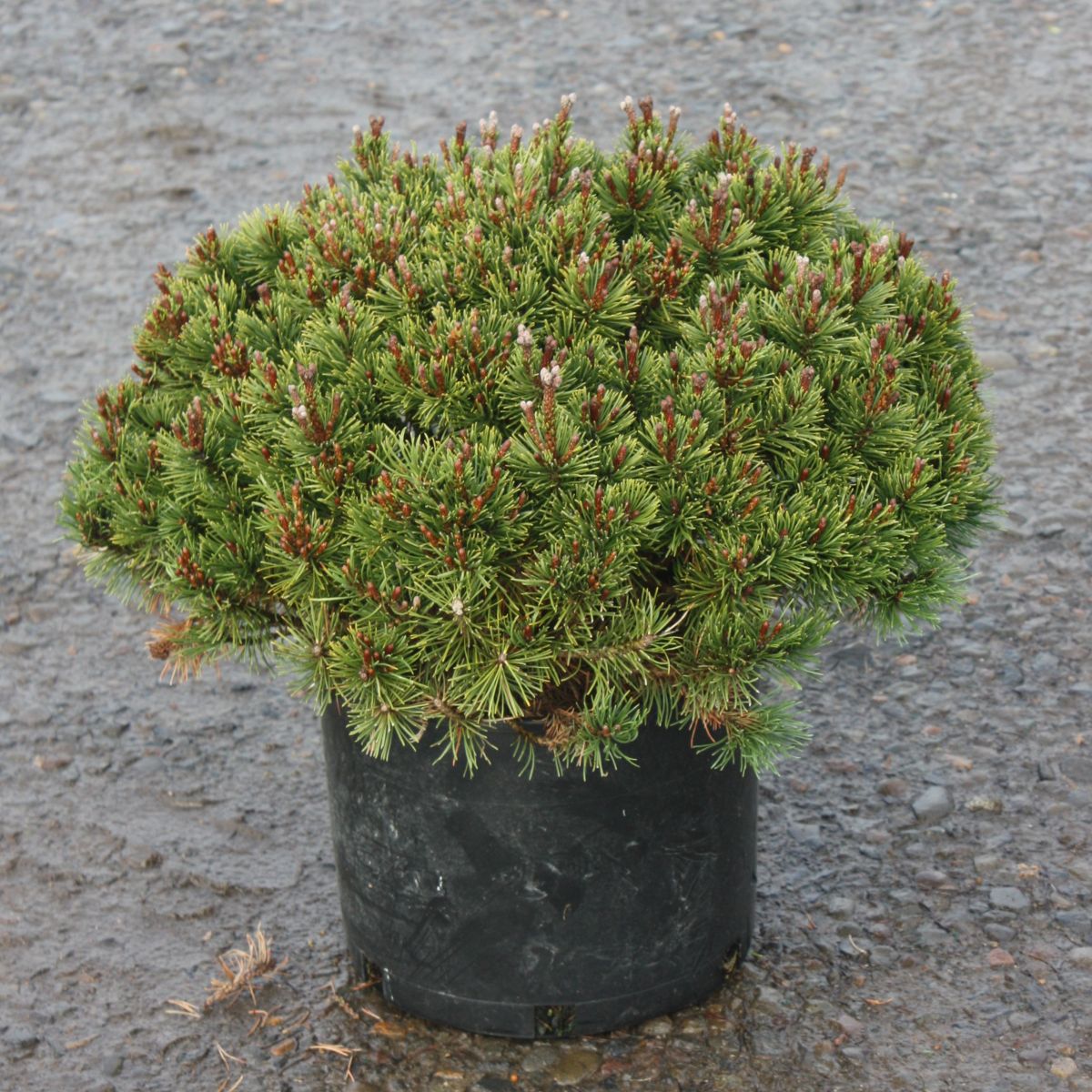 Pinus mugo 'Slowmound'