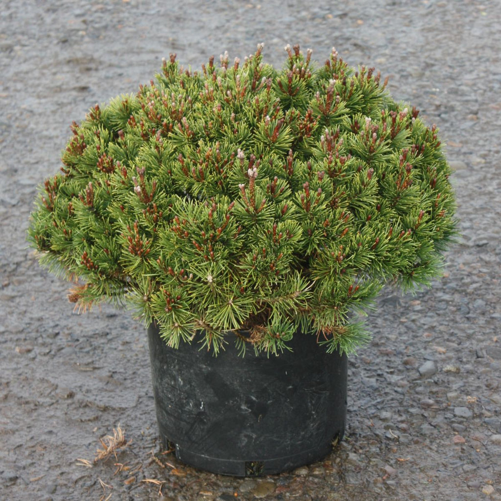 Pinus mugo 'Slowmound'