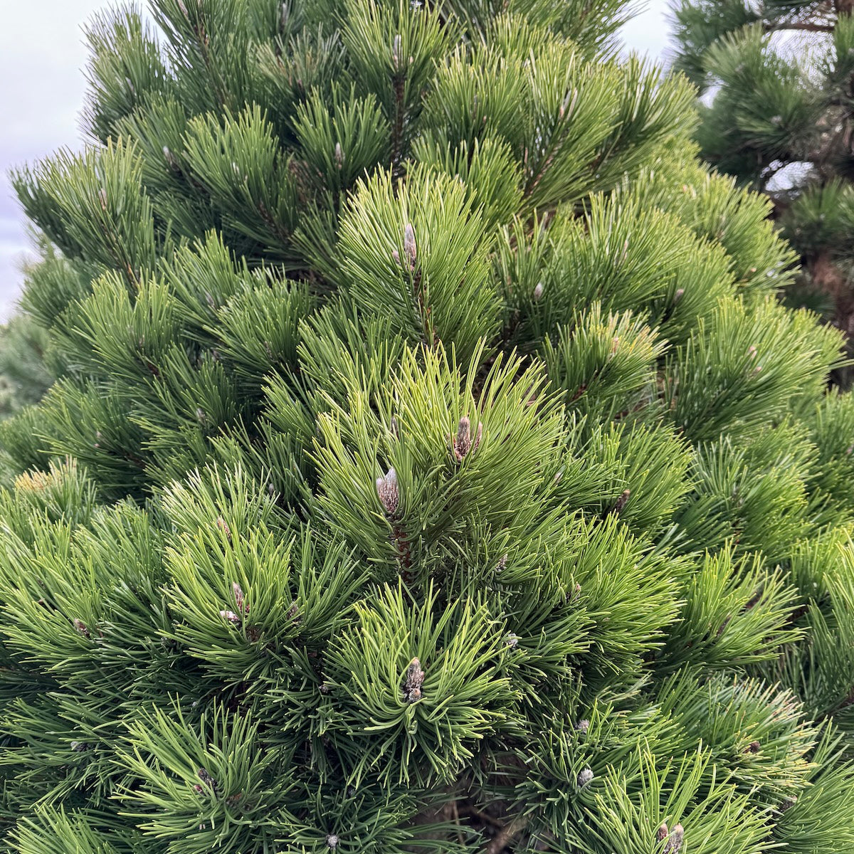 Pinus nigra