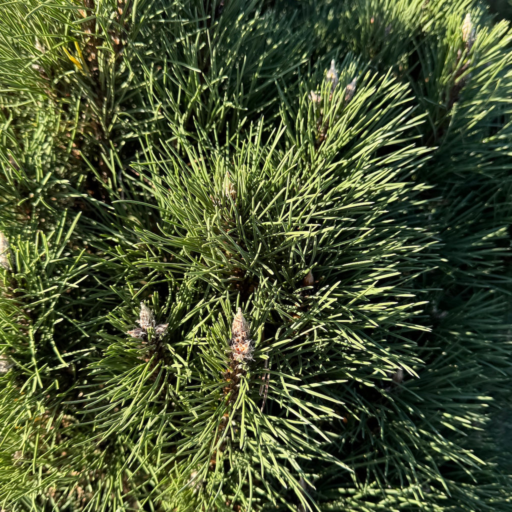 Pinus nigra 'Frank'