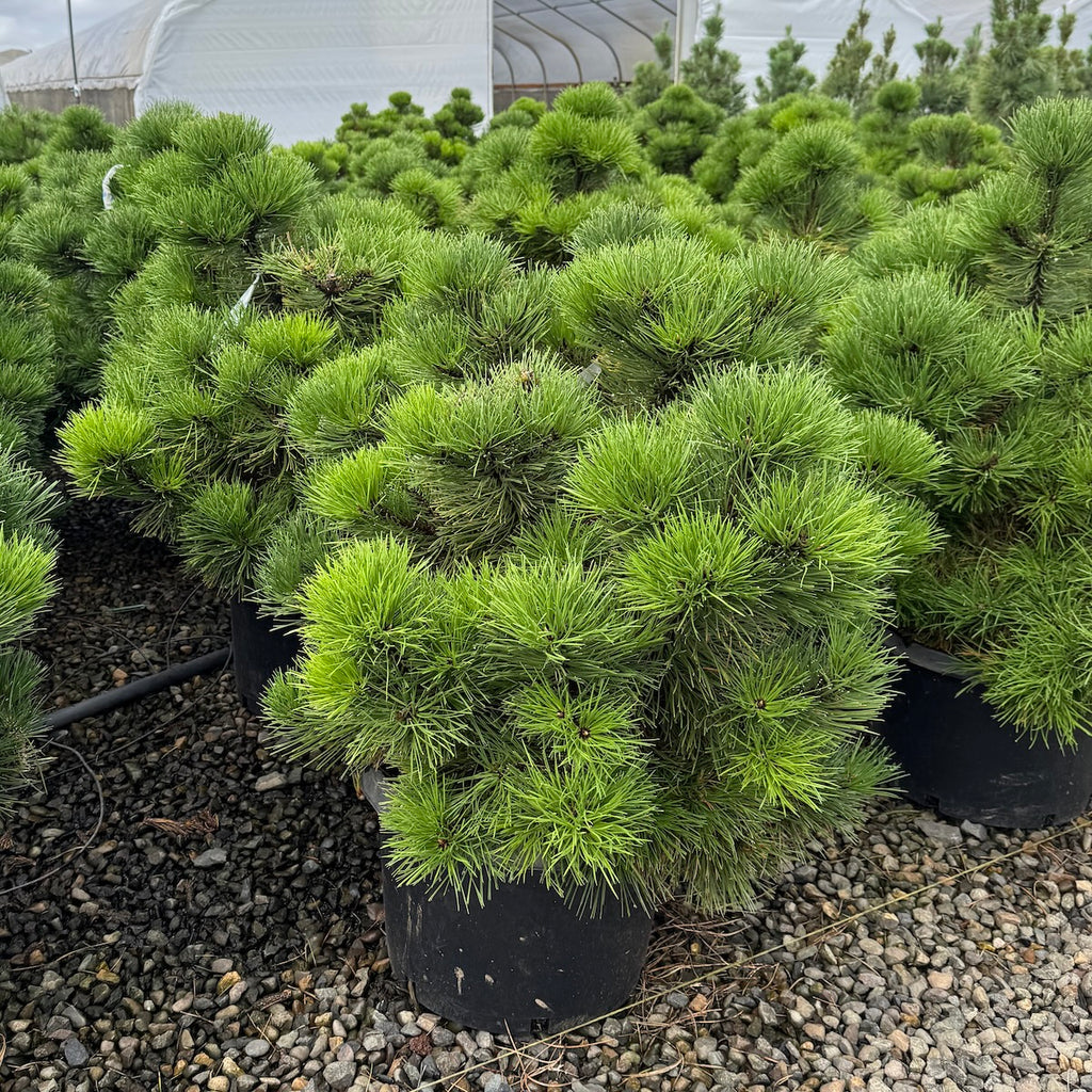 Pinus nigra 'Hornbrookiana'