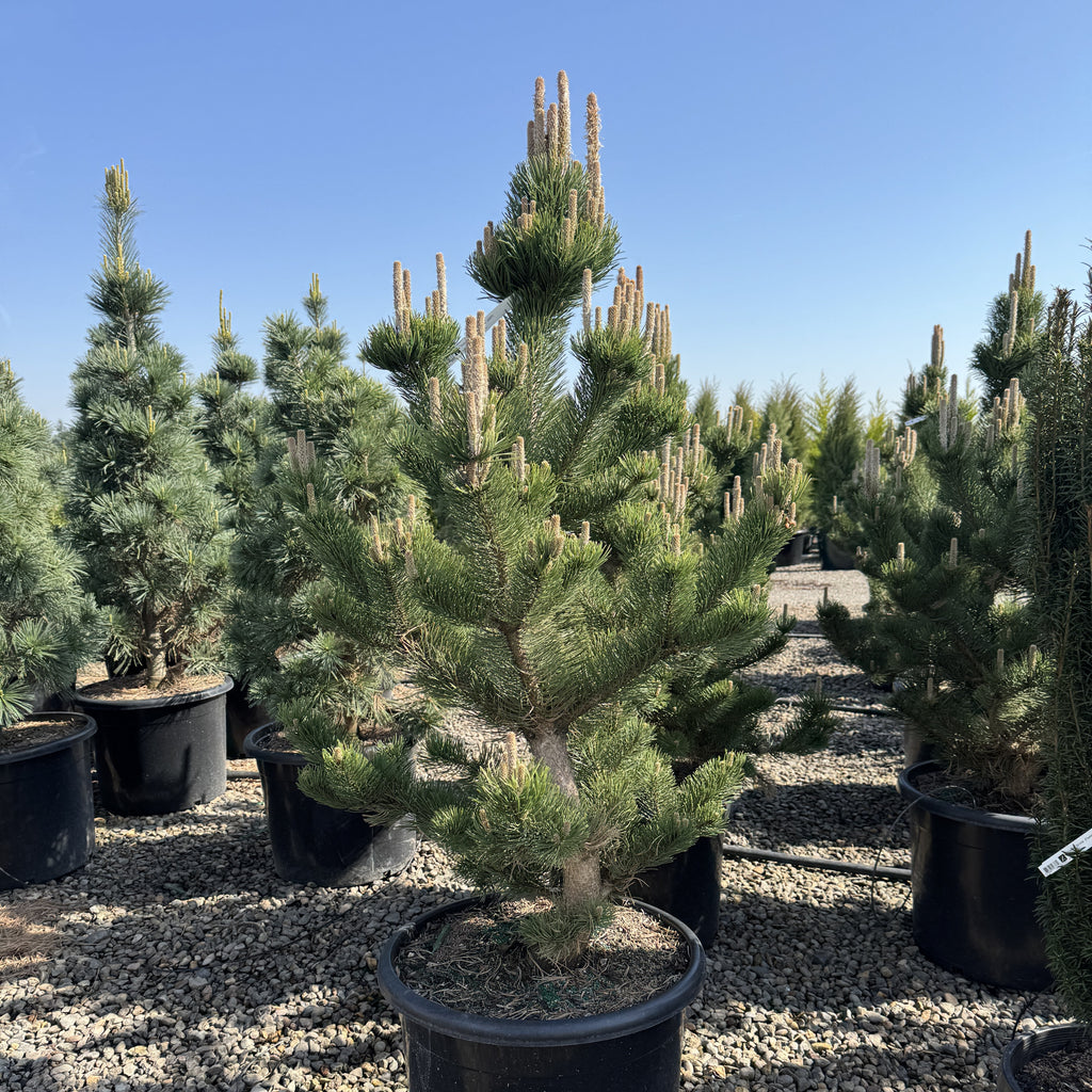 Pinus nigra 'Oregon Green' (BBP)