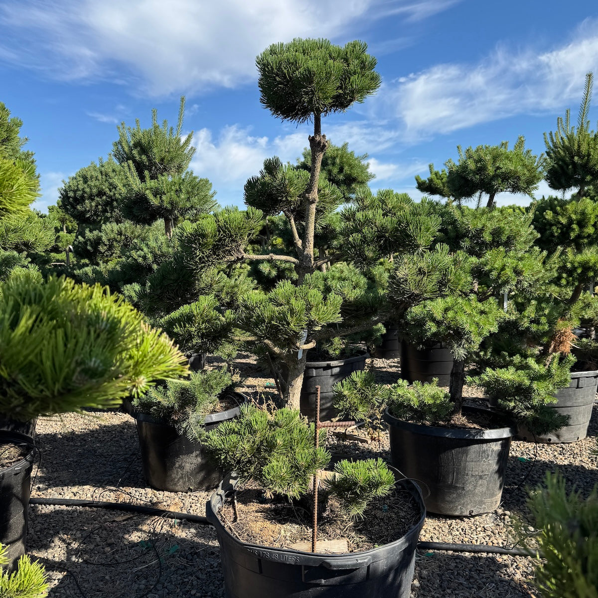Pinus nigra 'Oregon Green', Poodle