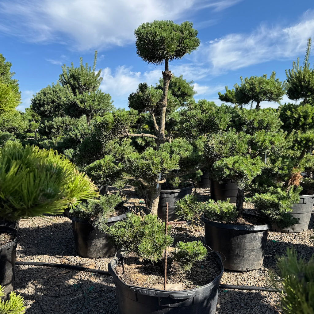 Pinus nigra 'Oregon Green', Poodle (CG)