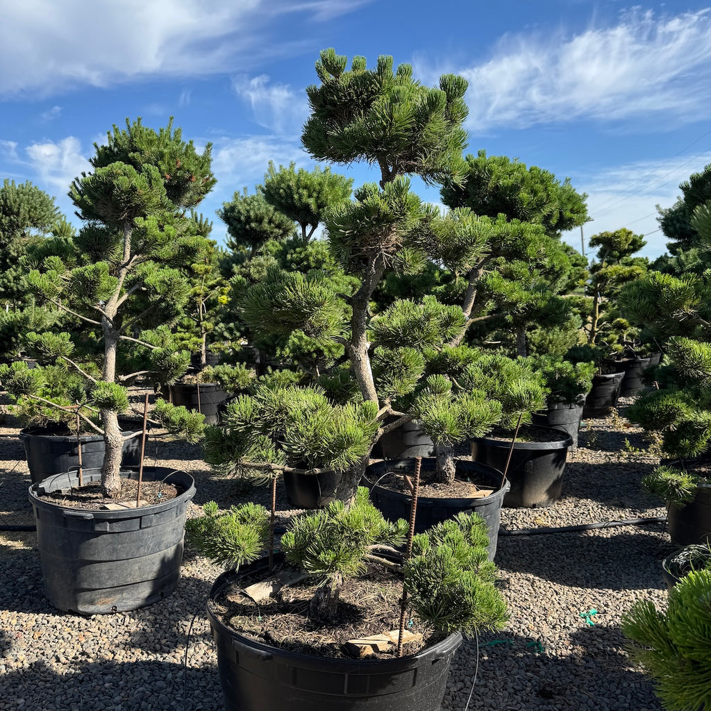 Pinus nigra 'Oregon Green', Poodle, Specimen