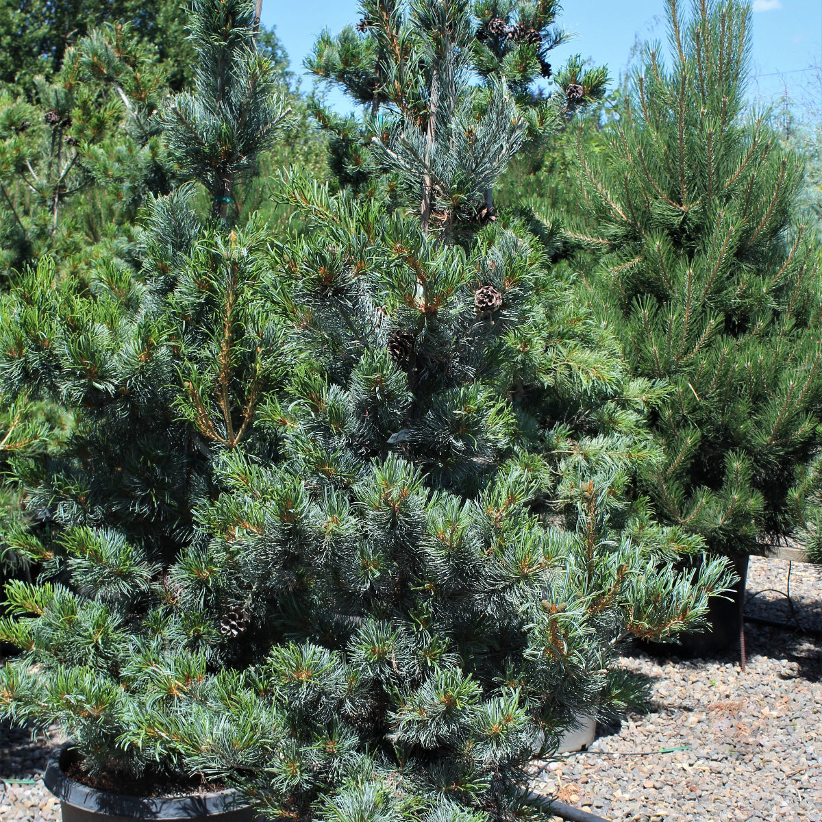 Pinus parviflora 'Glauca'
