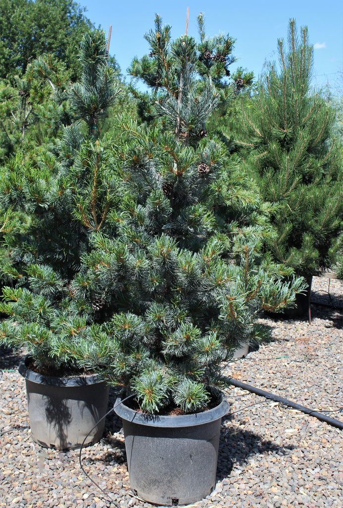 Pinus parviflora 'Glauca'