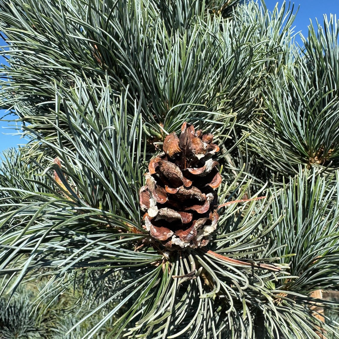 Pinus parviflora 'Tempelhof'