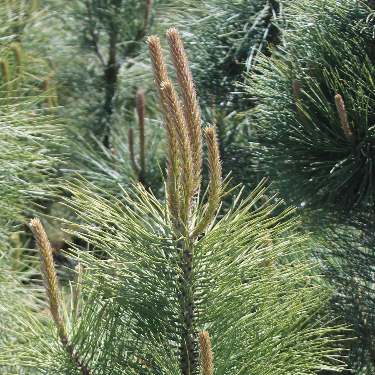 Pinus ponderosa