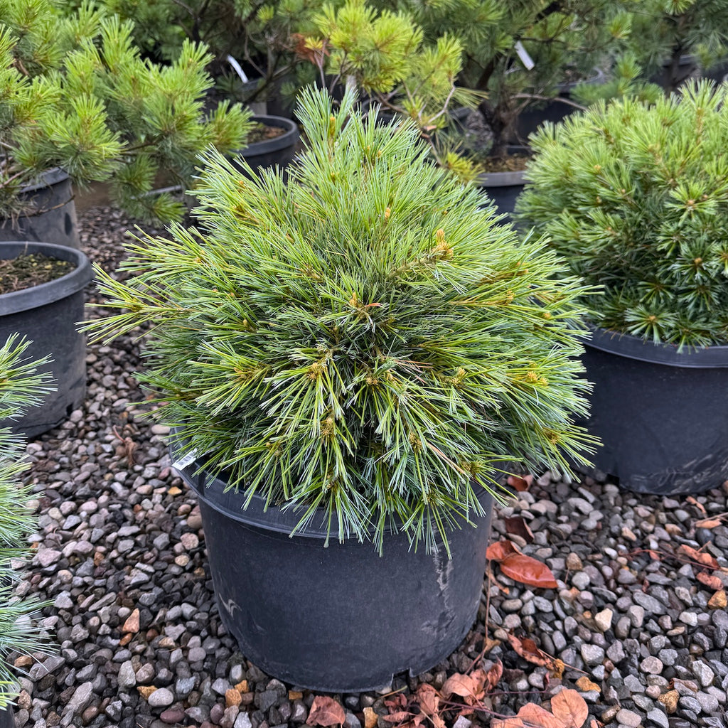 Pinus strobus 'Blue Shag'
