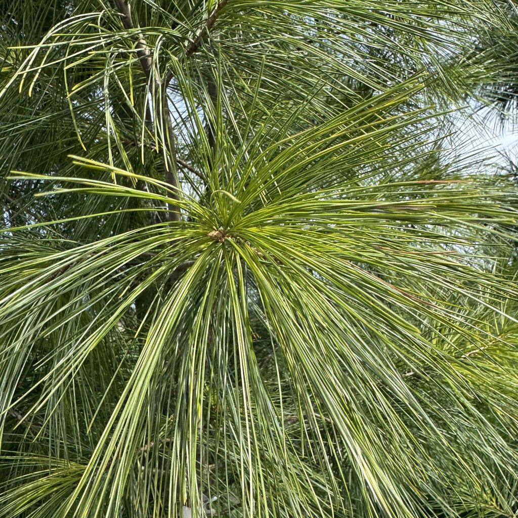 Pinus strobus 'Fastigiata' BBP
