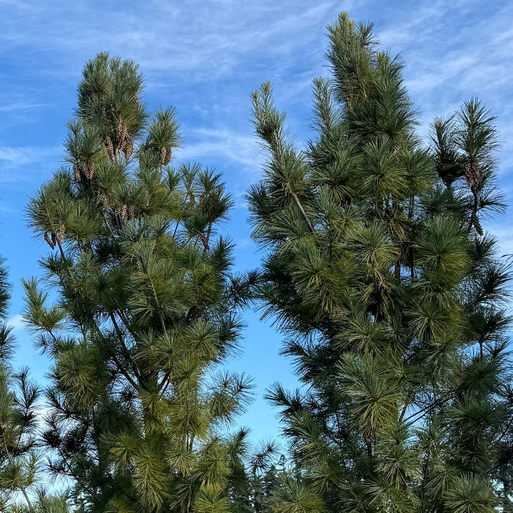 Pinus strobus 'Fastigiata'