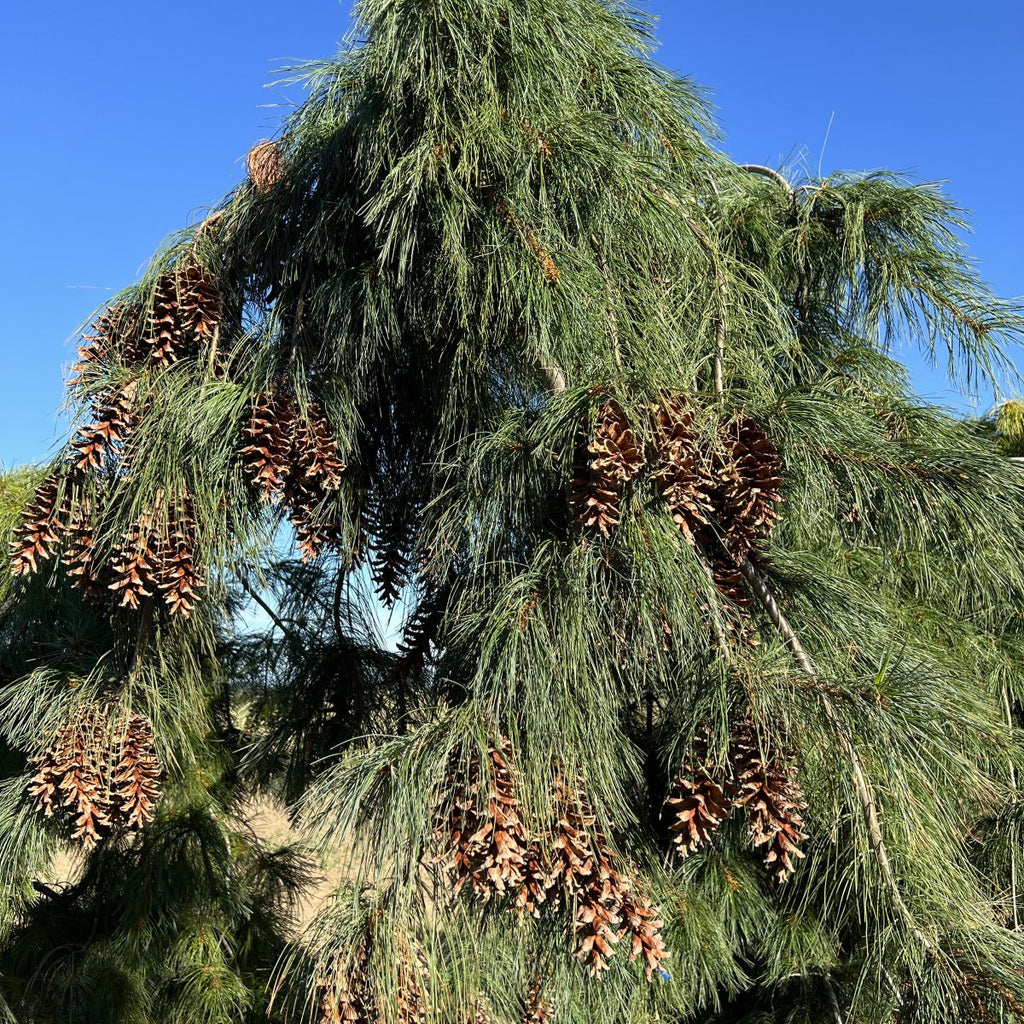 Pinus strobus 'Pendula' (BBP)