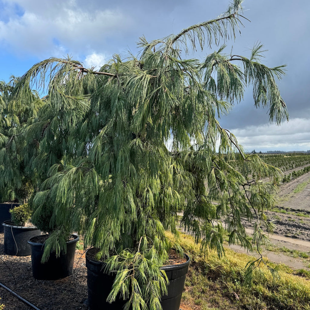 Pinus strobus 'Pendula'